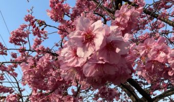 春が近づいて来ました！