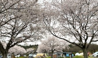 桜のみれる時期のキャンプはオススメ？