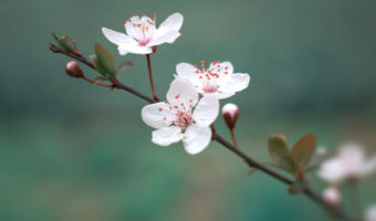 3月末の3連休のお知らせ